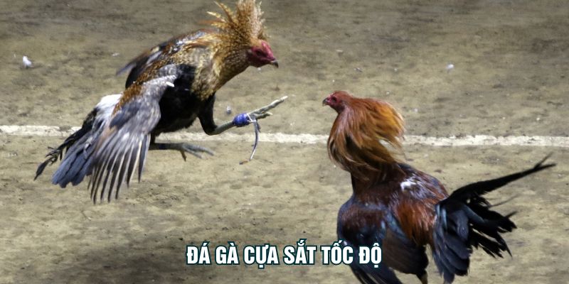 Đá Gà Cựa Sắt Tốc Độ